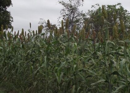 Sorghum Revival: 5 Reasons to Plant Sorghum This Year Image